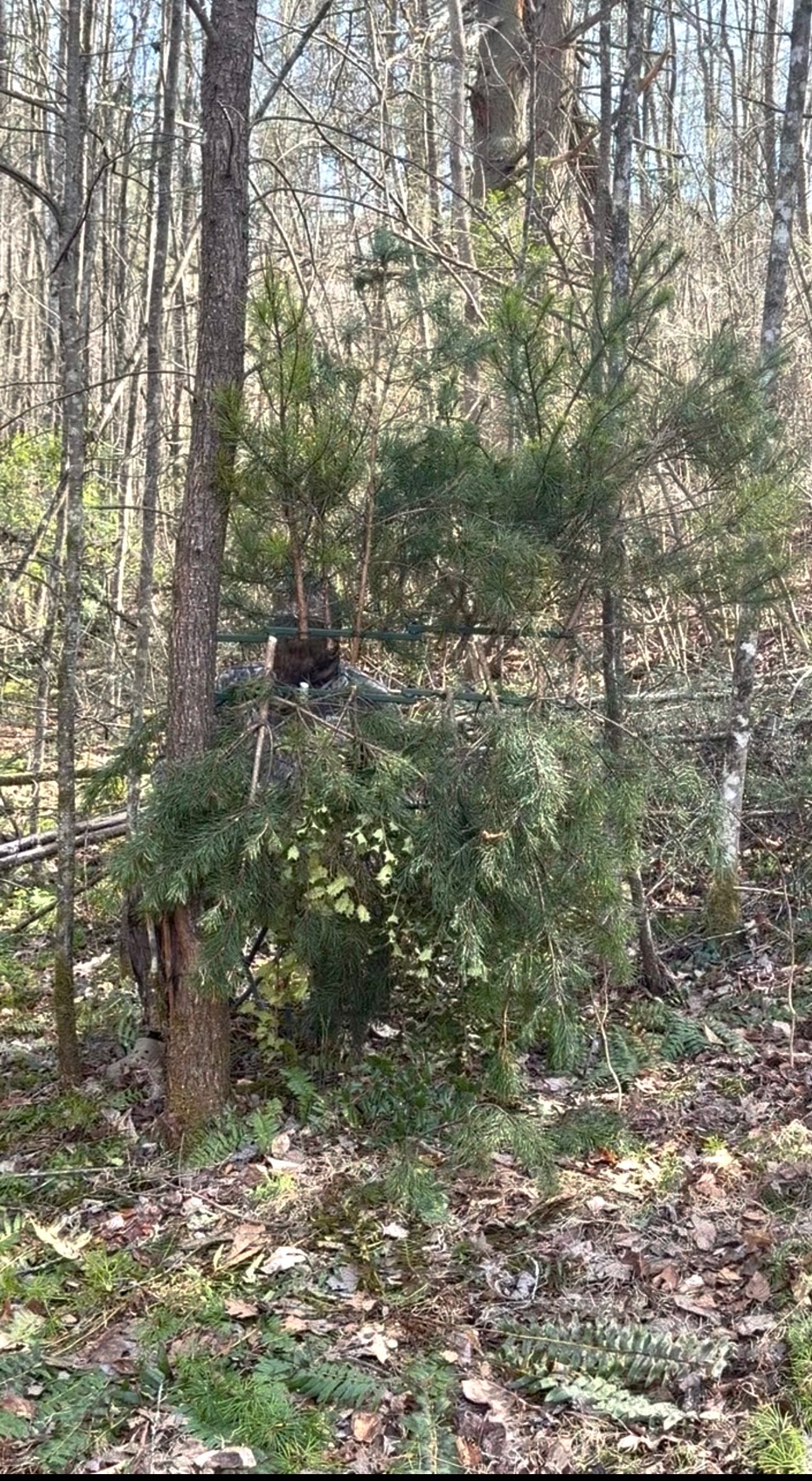 2 Tree Ninjas w/ 2 sets Of (12)Green Oak Branches
