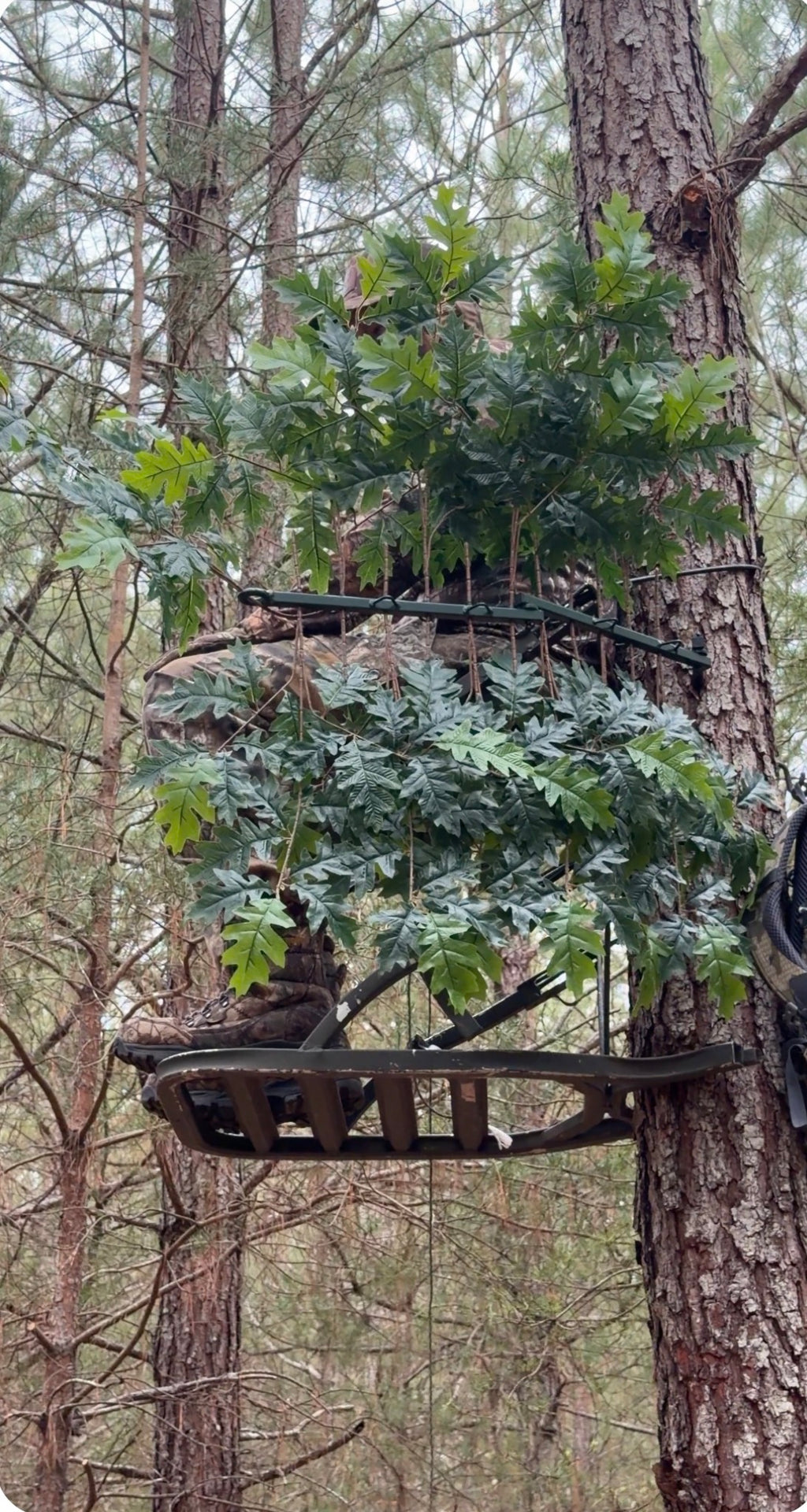 Green Oak Branches (12)