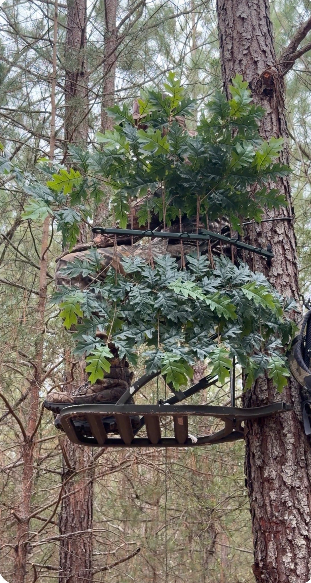Green Oak Branches (12)